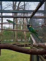 Gevraagd Twenty-Eight groen en blauw., Dieren en Toebehoren, Vogels | Parkieten en Papegaaien, Meerdere dieren, Geringd, Dwergpapegaai of Agapornis