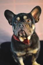 Frans buldog reu, 6 jaar of ouder, België, Particulier, Reu