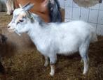 Dwerggeit bok blauwschimmel met tan CAE en CL-vrij, Dieren en Toebehoren, Schapen, Geiten en Varkens, Mannelijk, Geit, 0 tot 2 jaar