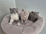 Britse korthaar kittens lilac, fawn, blue bicolor stamboom, Meerdere dieren, Gechipt, 0 tot 2 jaar