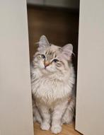 Ragdoll Dekkater - NIET TE KOOP!, 3 tot 5 jaar