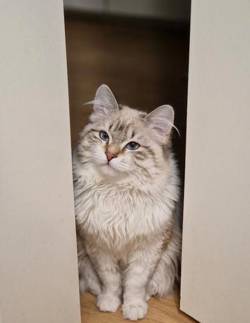 Ragdoll Dekkater - NIET TE KOOP!  beschikbaar voor biedingen