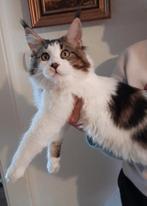 Groote Maine Coon knuffelbeer met stamboom, Dieren en Toebehoren, Katten en Kittens | Raskatten | Langhaar, Kater, Gechipt, 0 tot 2 jaar