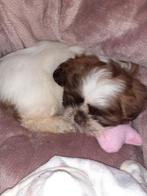 Shih-tzu reu 2 jaar., 1 tot 2 jaar, Parvo, Eén hond, Nederland