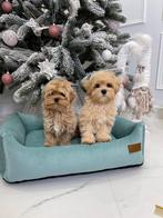 Exclusieve Maltipoo F1, pups ( Maltezer/Asian Toy Poedel ), Particulier, Overige rassen, 8 tot 15 weken, Buitenland