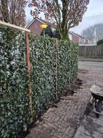 Hedera kant en klaar  schermen 120x200 /120x180/120x150 /, Ophalen of Verzenden, Overige soorten, 100 tot 250 cm