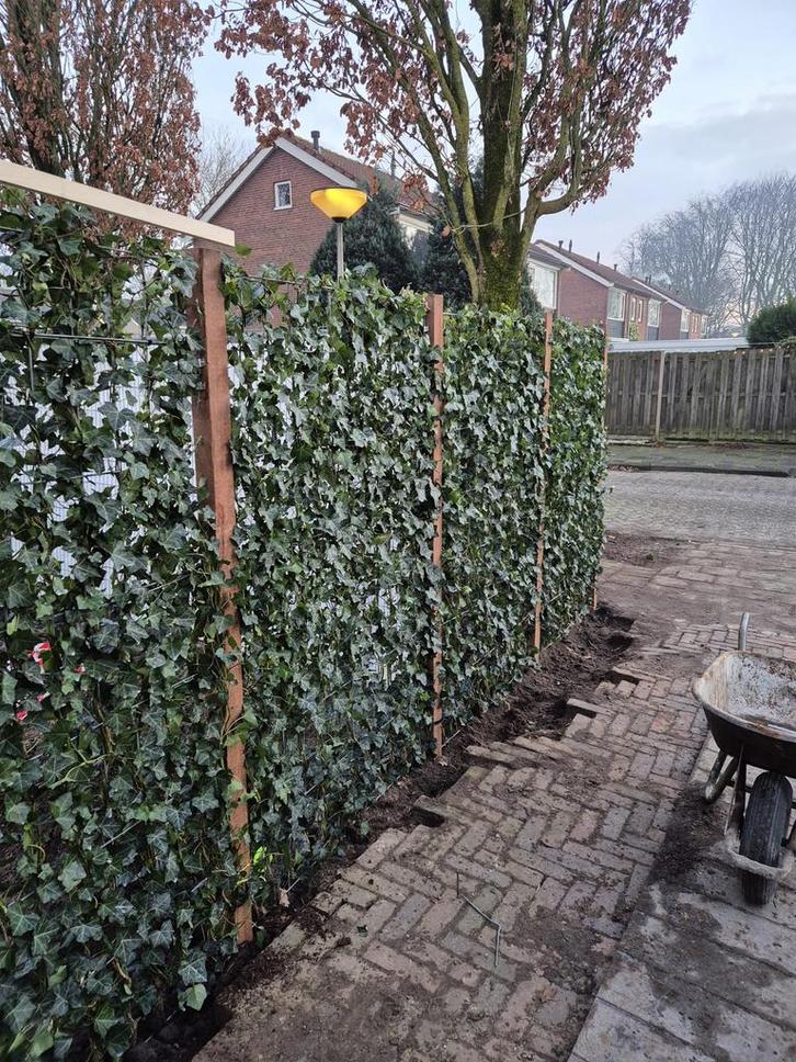 Hedera kant en klaar  schermen 120x200 /120x180/120x150 /, Tuin en Terras, Planten | Struiken en Hagen, Overige soorten, 100 tot 250 cm