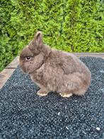 Kleurdwerg bruin ram, Dieren en Toebehoren, Konijnen