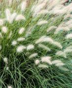 Pennisetum alop hameln (lampenpoetsersgras), Tuin en Terras, Planten | Tuinplanten, Ophalen, Zomer, Vaste plant, Volle zon