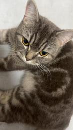 Kitten, Dieren en Toebehoren, Katten en Kittens | Raskatten | Korthaar, Poes