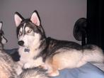 Husky reu van 7 maanden, 15 weken tot 1 jaar, Reu, Eén hond, Nederland