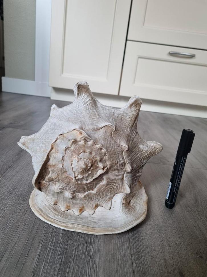 Prachtige Grote Helmschelp te Koop!, Huis en Inrichting, Woonaccessoires | Overige, Ophalen of Verzenden