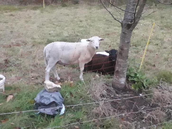 100% Easy care bokje wit, Dieren en Toebehoren, Schapen, Geiten en Varkens, Schaap, Mannelijk, 0 tot 2 jaar