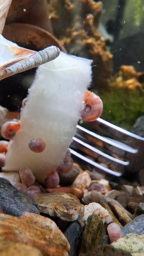 Roze posthoorn slakjes te koop, Dieren en Toebehoren, Vissen | Aquariumvissen, Slak of Weekdier