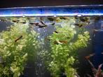 Gratis af te halen! Guppies in diverse leeftijden en kleuren, Vis, Zoetwatervis, Schoolvis