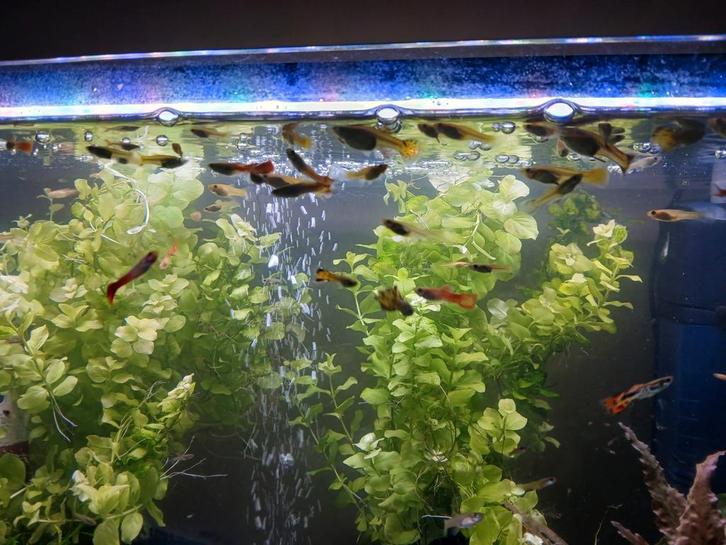 Gratis af te halen! Guppies in diverse leeftijden en kleuren, Dieren en Toebehoren, Vissen | Aquariumvissen, Zoetwatervis, Vis