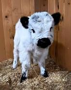 Gezocht: mini galloway, zeboe of fles kalfje., Dieren en Toebehoren, Februari, Vrouwelijk