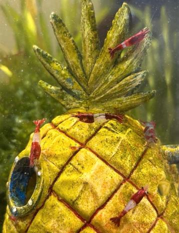 High grade red rili garnalen beschikbaar voor biedingen