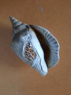 Schelp, Huis en Inrichting, Ophalen