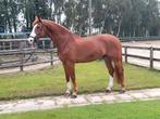 Leerpaard vosruin 16jr pr st George, Dieren en Toebehoren, Ruin, Dressuurpaard, 170 tot 175 cm, 11 jaar of ouder
