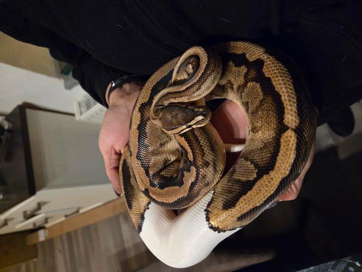 1.0 Koningspython Piebald
