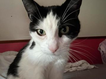 Tijdelijk huisje gezocht beschikbaar voor biedingen