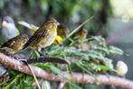 Gezocht: kanaries. Divers kleuren / rassen, Dieren en Toebehoren, Vogels | Kanaries, Mannelijk, Kleurkanarie