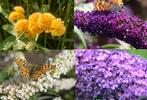 Vlinderstruiken assortiment, vier verschillende kleuren, Ophalen of Verzenden, Overige soorten, Volle zon