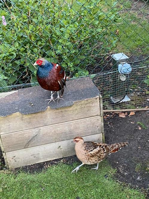 Koppel Hume fazanten, Dieren en Toebehoren, Pluimvee, Overige soorten, Meerdere dieren