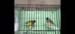 Split blauwe gouldamadines, Dieren en Toebehoren, Meerdere dieren, Tropenvogel