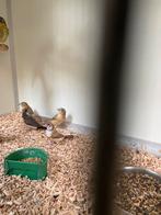 Te koop bichenows, Dieren en Toebehoren, Meerdere dieren, Tropenvogel
