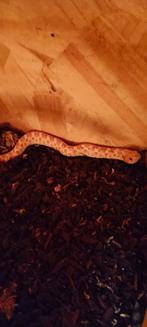 Haakneusje albino met terrarium en toebehoren, Slang, Met terrarium