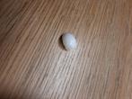 Schelp. 1 centimeter, Verzenden, Schelp(en)