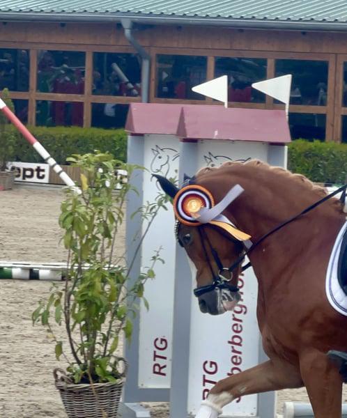 Toernooiwinnaar te koop die niets te wensen overlaat!, Dieren en Toebehoren, Paarden, Ruin, Z, Minder dan 160 cm, 3 tot 6 jaar
