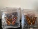 Kleine Collectie Opgezette Vlinders in Doosjes, Verzamelen, Ophalen of Verzenden, Zo goed als nieuw, Insect, Opgezet dier