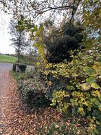 Berkenbomen 2 tot 5 meter en jonge eikenbomen, Tuin en Terras, Planten | Bomen, Ophalen, Volle zon, Overige soorten, 100 tot 250 cm