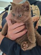 Brits korthaar kitten (choc) incl stamboom, Dieren en Toebehoren