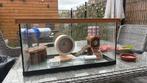 Hamster terrarium, Dieren en Toebehoren, Knaagdieren en Konijnen | Hokken en Kooien, Minder dan 75 cm, Ophalen, Minder dan 60 cm