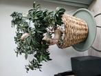 Super mooie en grote ficus, Huis en Inrichting, Ophalen of Verzenden, Ficus, Halfschaduw, Minder dan 100 cm