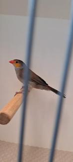 Oranjekaakje pop, Dieren en Toebehoren, Vrouwelijk