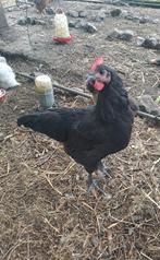 Zwarte Jersey Giant haan, Dieren en Toebehoren, Pluimvee, Mannelijk, Kip
