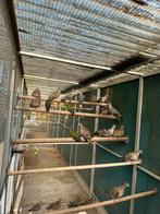Te koop koppels en losse Bronsvleugel duiven, Dieren en Toebehoren, Vogels | Duiven, Meerdere dieren, Overige soorten