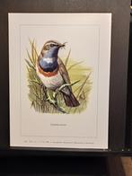 Blauwborst - Buzin - prent kunst  afmeting  18 x 24 cm, 1980 tot heden, Ophalen of Verzenden, Zo goed als nieuw, Dier