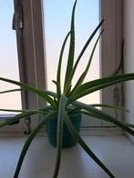 Grote aloe vera plant kamerplant, Huis en Inrichting, Kamerplanten, Ophalen, Vetplant, Minder dan 100 cm