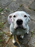 Dogo Argentino teefje, Dieren en Toebehoren, Overige rassen, Teef, Eén hond, 3 tot 5 jaar