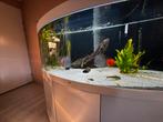 500l aquarium, Dieren en Toebehoren, Vissen | Aquariumvissen