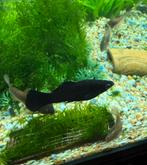 Black molly man, Dieren en Toebehoren, Vis