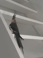 papegaai te koop, Dieren en Toebehoren, Vogels | Parkieten en Papegaaien, Mannelijk, Papegaai