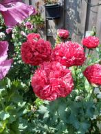 Vers geoogste zaden van PAPAVER-MIX, Ophalen, Gehele jaar, Volle zon, Zaad