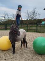 Appaloosa kinderpony merrie, Dieren en Toebehoren, Pony's, Merrie, B, Gechipt, 3 tot 6 jaar